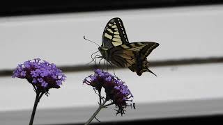 Butterflies Swallowtail  Koninginnenpage  Schwalbenschwanz  Le Grand Portequeue [upl. by Lawford702]