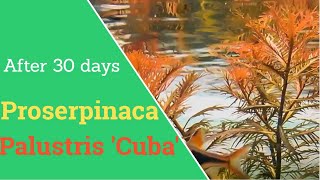 Proserpinaca Palustris cuba 30 day timelapse  Mermaid Weed [upl. by Ilka]