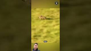 Cheetah Chase amp Attack Warthog [upl. by Ramonda520]