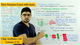 Prions  Proteinaceous infectious particles  Spongiform Encephalopathy [upl. by Martine980]