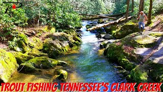 Trout Fishing Tennessees Clark Creek [upl. by Alyosha]