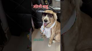 जोड़ीं हमारी ।अग्रेज़ी बाबु ।doglife ।dog video ।doglife song ।dog love song hindi  shortsvideo [upl. by Kjersti]