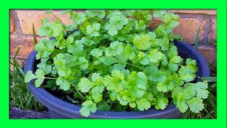 How To Grow Coriander from Cuttings and Roots [upl. by Aicenod]