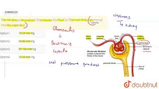 The net pressure gradient that causes the fluid to filter out of the glomeruli into the capsule [upl. by Vally]