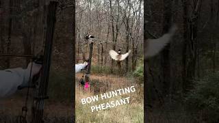 Bow hunting pheasants right out of the air archery wildlife bowhunting hunting nature fypシ゚ [upl. by Berget]