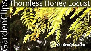 Thornless Honey Locust  Gleditsia Inermis  Growing Honey Locust [upl. by Ssirk]