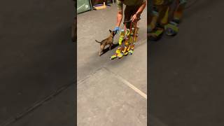 🔥Belgian Malinois dog training malinois becgiegermanshepherd chó pets dog [upl. by Florenza]