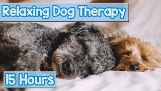 NEW IMPROVED Relaxing Music for Dogs Calm Your Energetic Dog with this Soothing Music 2018 🐕💤 [upl. by Rocky22]