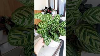 calathea makoyana asli tp seperti bunga artificial tanamanhias calathea makoyana plants [upl. by Ralfston]