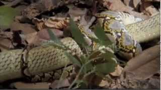 Worlds Deadliest King Cobra vs Reticulated Python [upl. by Konikow]