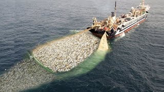 WoW  Fishing Boat Catch a Lot of Fish  Big Catch [upl. by Nils183]