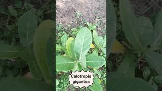 Calotropis plant love natural plants [upl. by Yzzik222]