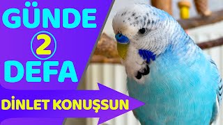 Muhabbet Kuşu Konuşturma Dinlet Konuşsun Konuşan Muhabbet Kuşu [upl. by Weidman]