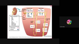 Selective Reabsorption and tubular secretion in nephron [upl. by Eelamme]