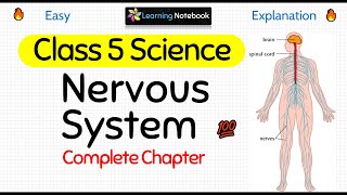 Class 5 Science Nervous System [upl. by Einre]