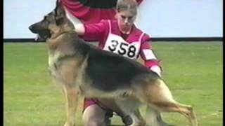 How to Evaluate the German Shepherd Dog in the Show Ring  Part 1 of 2 [upl. by Ardnas466]