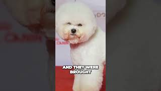 Origins of The Bichon Frise [upl. by Neufer]