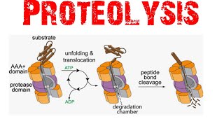 Proteolysis [upl. by Franzen]