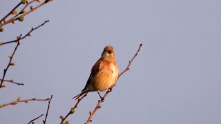 Common Linnet Singing [upl. by Ally332]