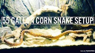 55 Gallon Corn Snake Setup [upl. by Chilson]