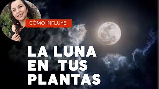 COMO AFECTA LA LUNA A TUS PLANTAS   en qué fase podar injertar  abonar [upl. by Modie]