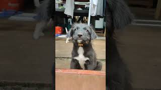 Vitrum puppies puppy doglover cuteanimals doglife [upl. by Amedeo249]