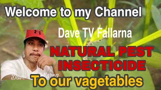 NATURAL PEST INSECTICIDE IN OUR VEGETABLE [upl. by Ennaxxor]