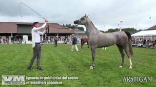 Caballos árabes en Silleda 2016 [upl. by Odrareve]