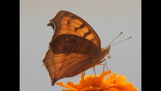 How does a butterfly drink nectar l butterfly world l tilti l Nature [upl. by Leitman]