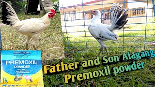 Premoxil powder Subok sa bacterial Flusing [upl. by Yditsahc]