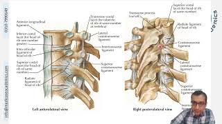 Ligaments amp Joints of Thorax [upl. by Etnaled112]