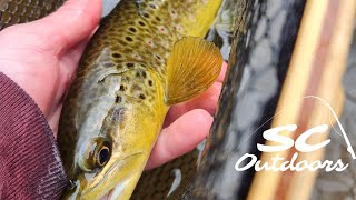 Gorgeous Maryland Brown Trout [upl. by Adnama]