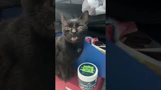 Salem the office cat CATS catsofyoutube [upl. by Sula]