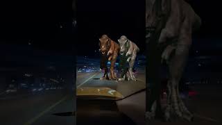 Tyrannosaurus T Rex chase Part 153 dinosaur dinotrex jurassicworld trex like fun youtube [upl. by Ledairam57]