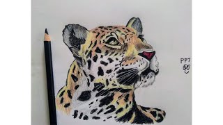 How to Draw a Leopard  Leopard Easy draw Tutorial step by step color pencil drawing [upl. by Lucrece185]