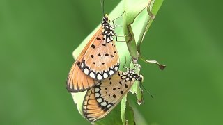 Butterflies of Sri Lanka 1 Acraea violae [upl. by Iman]