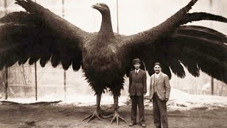 20 Last Known Photos of Animals That Went Extinct [upl. by Ranna190]