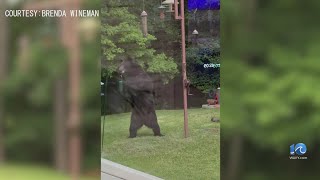 Bear feeds on bird seed in Suffolk backyard [upl. by Anuahs]