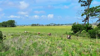 Ponies on Chincoteague Island 91524 [upl. by Eddi]