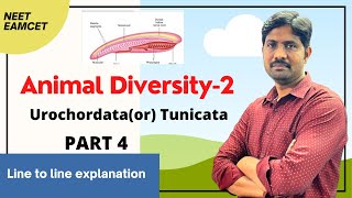 Urochordata or Tunicata  యూరొకార్డేటా లేదా ట్యూనికేటా  Animal Diversity 2  NEET and EAMCET [upl. by Alisha504]