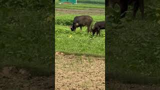 Cows are eating grass in the field shorts cow wildlifejourney [upl. by Atina190]