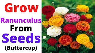 Ranunculus  Grow Ranunculus From Seeds  Buttercup Flowers [upl. by Tolley747]