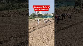 Agronomy field RCA UDAIPUR shortvideo shorts rca udaipur agriculture agriculturelife [upl. by Benson277]