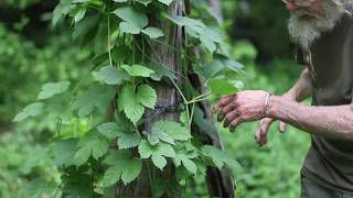 Hops Humulus lupulus [upl. by Sigvard]