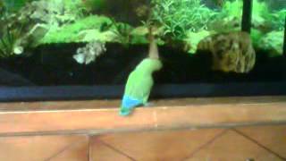 Nova the Lovebird and Adok the Oscar fish fighting [upl. by Hsekar]