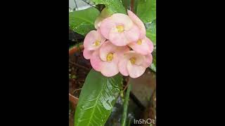 Euphorbiaceae Peach flowers Chennai garden  🌸🌸 short video  beautiful flowers🌸 [upl. by Waers966]