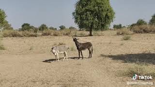 Donkey meeting first time together new tricks zone video [upl. by Janaye]