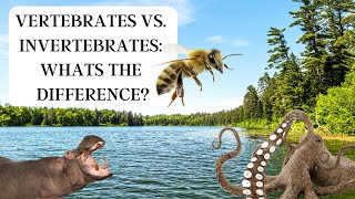 Vertebrates vs Invertebrates What’s the difference [upl. by Elmina]