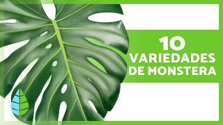 10 TIPOS de MONSTERA 🌿 Nombres y Características [upl. by Everson]