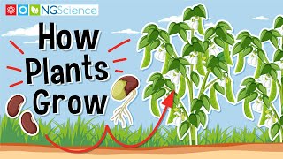 Conditions required for Seed germination Seed Germination and Seed Dispersal [upl. by Scoles72]